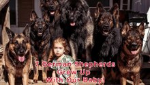 7 German Shepherds Grew Up With Our Baby!