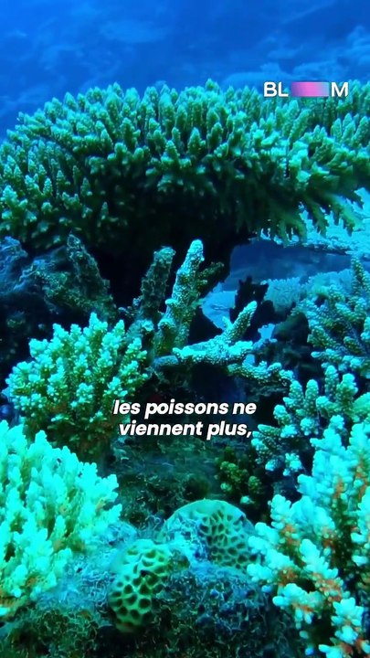 Cet haut-parleur sous-marin redonne vie aux récifs coralliens !