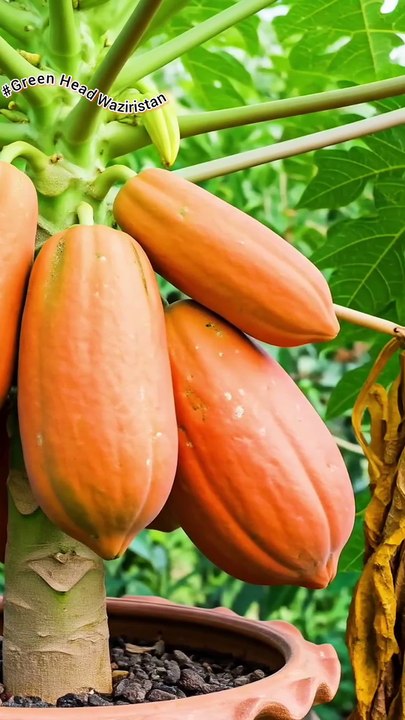 papaya tree grafting!