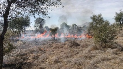 खेत में लगी आग, लाखों का नुकसान