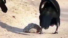A southern ground hornbill feasts on its tortoise prey 🔥