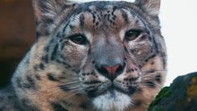 La storia del leopardo delle nevi che è tornato a vedere dopo un intervento di cataratta
