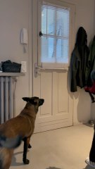 Des chiens confiants et sereins, c’est notre objectif numéro 1. 🐾