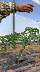 Double-stemmed tomatoes are tied to a string.