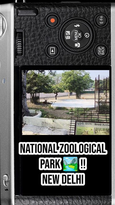 🦌 Brow-Antlered Deer  — “Dancing Deer” #BrowAntleredDeer #WildlifeIndia