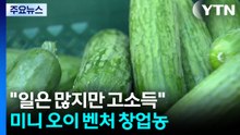 [新농비] "일은 많지만 고소득"...미니 오이 벤처 창업농 / YTN