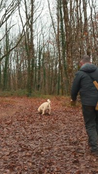 Ce chien trouve des truffes !