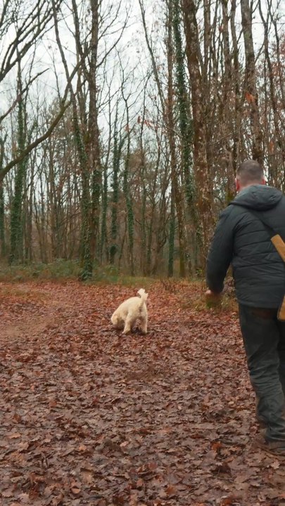 Ce chien trouve des truffes !