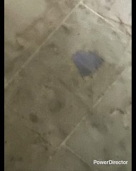 SI ALGUIEN PUEDE HACERLO ES CR7 EN 2026 ESTARÁ BUENO ESTE MUNDIAL POR LA RIVALIDAD (CR7 Y MESSI) ESTÁ FUERTE A PESAR DE LA CANTIDAD DE PAÍSES QUE COMPITEN PERO EL PORTUGUÉS PUEDE VENCER A ARGENTINA, A LOS ARBITROS, INFANTINO Y DOÑA FIFA= ÉLITE OSCURA