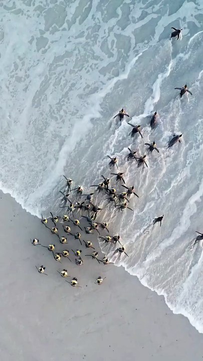 🐧 Tous les matins, les manchots royaux se mettent en marche. Alignés, élégants et déterminés, ils avancent vers l’océan comme des navetteurs partant au travail. Pas de métro, pas de stress — juste l’appel de la mer glacée.