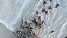 🐧 Tous les matins, les manchots royaux se mettent en marche. Alignés, élégants et déterminés, ils avancent vers l’océan comme des navetteurs partant au travail. Pas de métro, pas de stress — juste l’appel de la mer glacée.