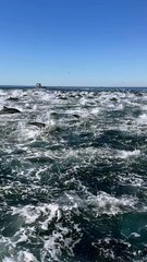 🐬 Un spectacle marin à couper le souffle au large d’Oceanside. Une véritable dolphin stampede captée aujourd’hui : des centaines de dauphins communs filant à toute vitesse, synchronisés, puissants, électrisants.