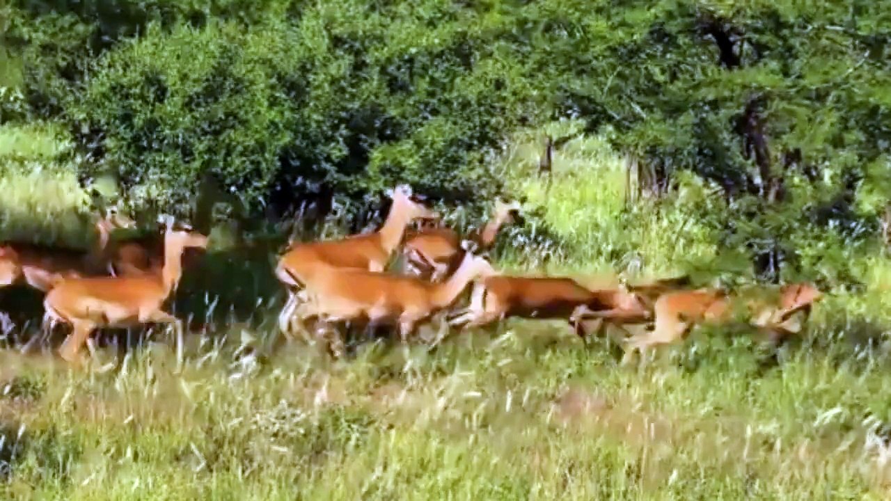 NATURAL ANIMALS