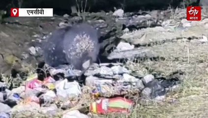 शहर में भालू फैमिली की दहशत, मॉर्निंग वॉक पर निकलने वाले लोग घरों में दुबके