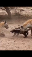 Honey Badger vs 3 Hyenas – Nature’s Most Fearless Battle 🦡🐕🐕🐕