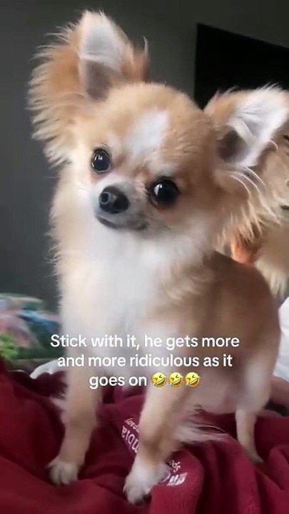 This Chihuahua thinks he's the main character 🤣🤣🤣