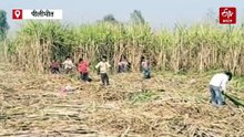 पीलीभीत में गन्ने के खेतों में क्यों गूंज रहे तेज गाने; बाघ भगाने के लिए किसानों का 'देसी जुगाड़'