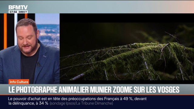 Le Chant des forêts : le photographe Vincent Munier zoome sur les Vosges dans un documentaire