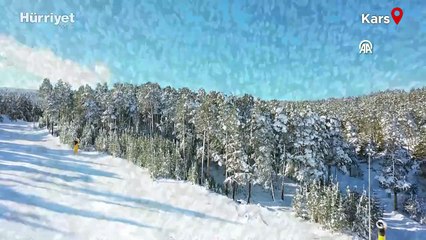 Kars'ta etkili olan kar yağışı sarıçam ormanlarını beyaza bürüdü