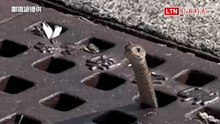 水溝蓋上插「棍子」？牠呆萌探頭被拍下 網呼：好可愛