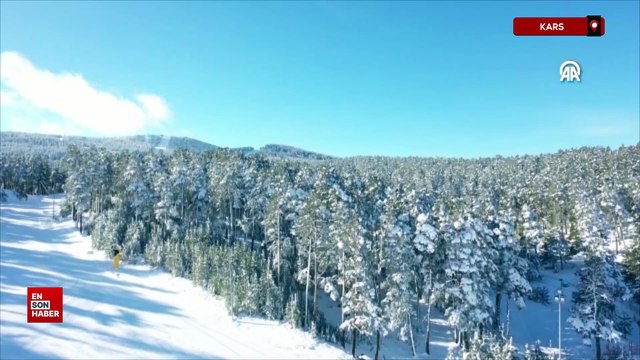 Kars'ta etkili olan kar yağışı sarıçam ormanlarını beyaza bürüdü