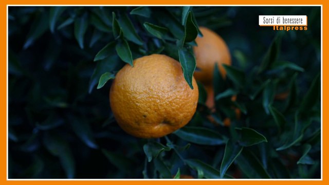 Sorsi di Benessere - Un pesto di agrumi facile da preparare