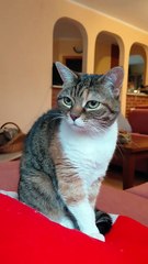 Breakfast Done ✔️ Now Let the Sunday Chill Begin 😻☀️#cat #funnycats #goodmorning #viralcats #weekend #foryou #animals