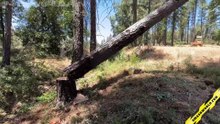 Falling tree crushes ballistic gel head