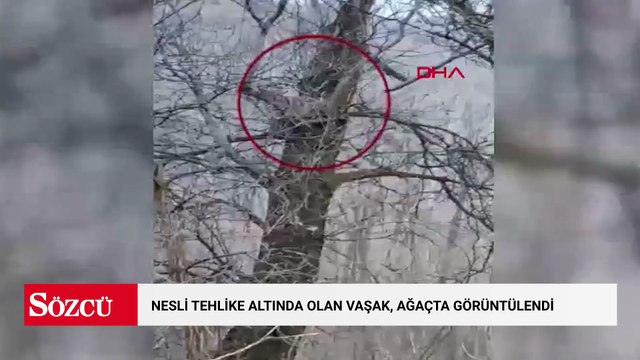 Nesli tehlike altında olan vaşak, ağaçta görüntülendi