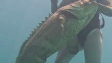 Large Grouper being caught by bare hand