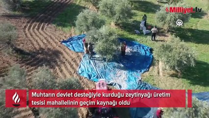 Muhtarın devlet desteğiyle kurduğu zeytinyağı üretim tesisi mahallelinin geçim kaynağı oldu