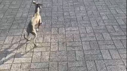 Dog becomes the center of attention after turning a calm day into a pigeon chase
