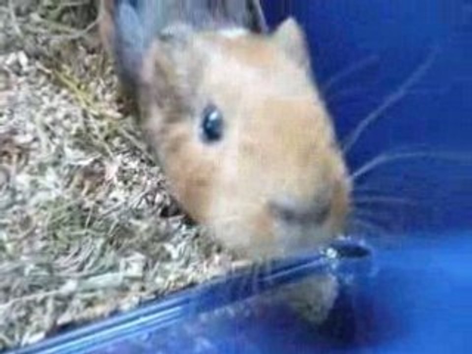 Mon chon d'Inde : Crawkott'