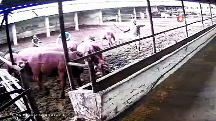 Boğa Besiciyi Yere Serdi!