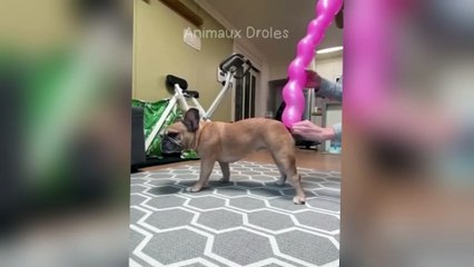 Laugh until you cry with these cute animals