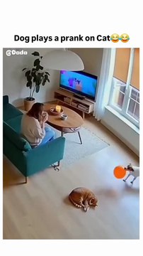 When dogs think they’re pranksters 😂😂 Disclaimer: *This is a humor video for entertainment purposes; all content is fictional. We created this video using artificial intelligence tools and post-production editing.