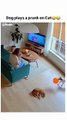 When dogs think they’re pranksters 😂😂  Disclaimer: *This is a humor video for entertainment purposes; all content is fictional. We created this video using artificial intelligence tools and post-production editing.