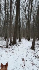 How Snow on Trees Reveals Wind Direction | Winter Bushcraft Skill