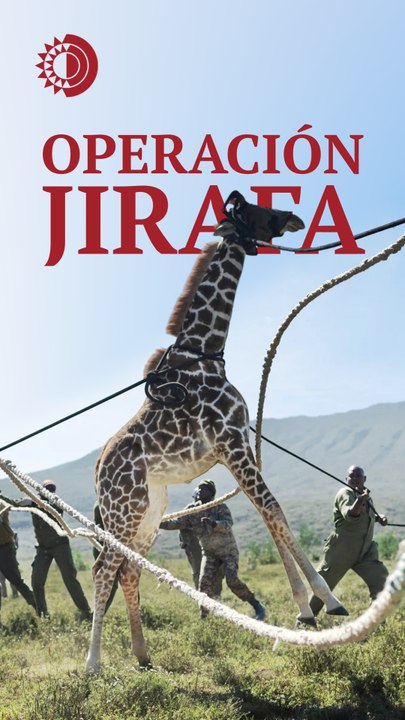 Operación jirafa