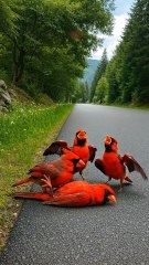 Kind Man Rescues an Unconscious Rare Red Bird and Her Babies from the Roadside 🛣️🐣✨
