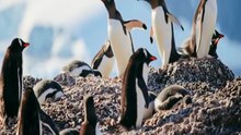 Amazing Arctic Penguins (National Geographic)بطاريق القطب الشمالي المذهله