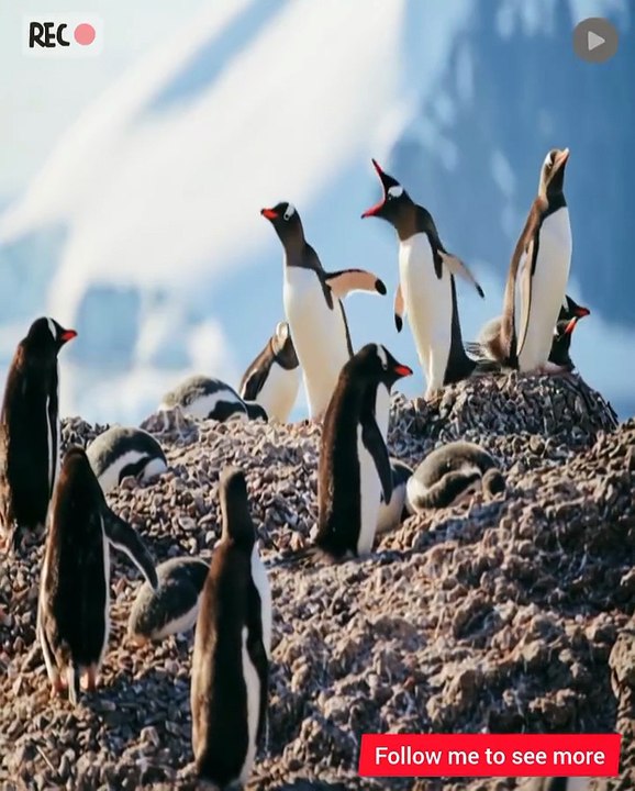 Amazing Arctic Penguins (National Geographic)بطاريق القطب الشمالي المذهله