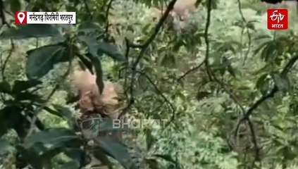 मनेंद्रगढ़ चिरमिरी भरतपुर में हाथियों का उत्पात, अलर्ट पर वन विभाग