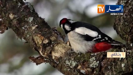 وثائقي: تأمين الغداء في البرية.. مهمة شتوية صعبة