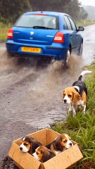 Kind-Hearted and Compassionate Truck Driver Saves a Mother Dog and Her Puppies in Heavy Rain 💔➡️❤️