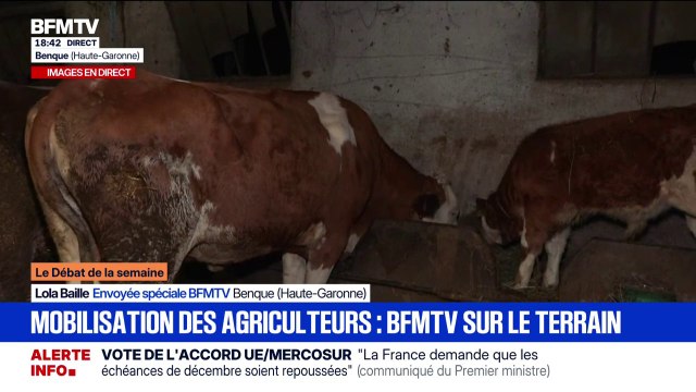 Ce sont plusieurs générations qui s'en vont en fumée : cet agriculteur de Haute-Garonne attend les résultats de plusieurs de ses vaches, suspectées d'avoir contracté la dermatose bovine