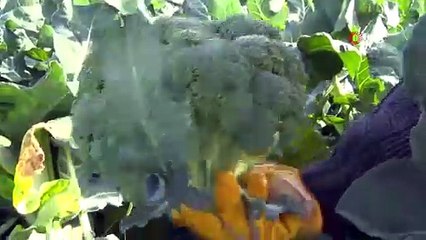 İzmir'in verimli tarım arazilerinde 'yeşil altın' hasadı