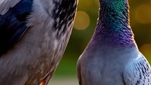 A True Love Story of a Crow and a Pigeon 🖤🤍 | Emotional Animal Love Story
