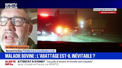 Dermatose bovine: pour Bernard Ventaux, président de la Coordination rurale, "Annie Genevard ne va pas bouger d'une oreille" sur l'abattage des troupeaux par précaution