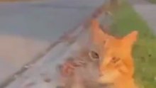 Angry Cat Attacks Car Window After Dropping Its Prey (Focuses on the reaction and action)